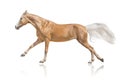 Cremelo horse isolated