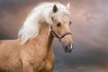 Cremelo horse with long mane Royalty Free Stock Photo