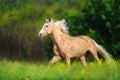 Cremelo horse run gallop Royalty Free Stock Photo