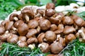 Cremini mushrooms Royalty Free Stock Photo