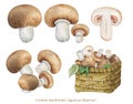 Realistic illustration of Cremini mushrooms, champignon mushrooms Agaricus bisporus Royalty Free Stock Photo