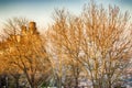 Crenellated tower behind trees Royalty Free Stock Photo