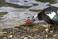 Creole duck in pond