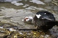 Creole duck in pond