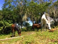 Creole horses eating grass in herd outdoors