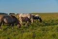 Creole horses feeding on an equine farm in the state of Rio Grande do Sul in Brazil