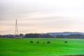 Creole horses feeding in a green field on a cold morning