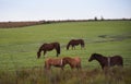 Creole horses in pasture field in winter morning and intense cold