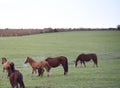 Creole horses in pasture field in winter morning and intense cold