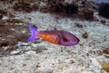 A Creole Wrasse Clepticus parrae in Cozumel Royalty Free Stock Photo