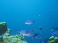 Creole wrasse, Clepticus parrae. CuraÃÂ§ao, Lesser Antilles, Caribbean Royalty Free Stock Photo