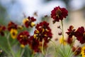 Creopsis tinctoria garden golden tickseed bright yellow and red flowers in bloom, calliopsis ornamental flowering plant Royalty Free Stock Photo