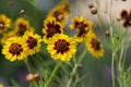 Creopsis tinctoria garden golden tickseed bright yellow and red flowers in bloom, calliopsis ornamental flowering plant Royalty Free Stock Photo