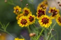Creopsis tinctoria garden golden tickseed bright yellow and red flowers in bloom, calliopsis ornamental flowering plant Royalty Free Stock Photo