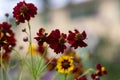 Creopsis tinctoria garden golden tickseed bright yellow and red flowers in bloom, calliopsis ornamental flowering plant Royalty Free Stock Photo