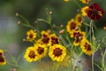 Creopsis tinctoria garden golden tickseed bright yellow and red flowers in bloom, calliopsis ornamental flowering plant Royalty Free Stock Photo