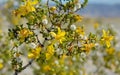 Creosote Bush blooming in the Death Valley