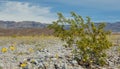 Creosote Bush blooming in the Death Valley