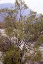 Creosote Bush 42321