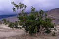 Creosote Bush 42515