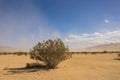Creosote Bush in Desert Wind Royalty Free Stock Photo