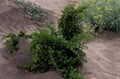 Creosote Bush 42565