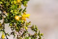 Creosote bush Larrea tridentata blooming in Anza-Borrego Desert State Park, south California