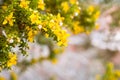 Creosote bush Larrea tridentata blooming in Coachella valley, south California