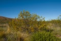 Creosote bush, Lihue Calel National Park, Royalty Free Stock Photo