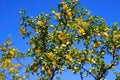 Creosote Bush Sonora Desert Arizona