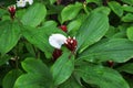 Crepe ginger flowering plant Royalty Free Stock Photo