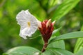 Crepe ginger white flower blossoming in the garden in Singapore