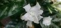 Crepe Jasmine in full bloom in closeup Royalty Free Stock Photo