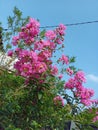 Crepe mirtle local sakura flower in the morning