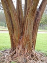 Wood Textures of Crepe Myrtle Tree Royalty Free Stock Photo