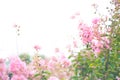 Crepe Myrtle blooms closeup background. Lagerstroemia flowers.