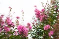 Crepe Myrtle blooms closeup background. Lagerstroemia flowers.