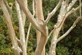 Crepe myrtle branches