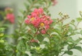 Crepe Myrtle flowers in bloom