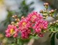 Crepe myrtle flowers Royalty Free Stock Photo