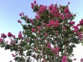 Crepe myrtle lagerstroemia close up flower