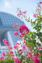 Crepe Myrtle Lagerstroemia with Downtown Office Building in Background