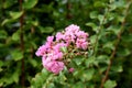Crepe Myrtle or Lagerstroemia indica plant with dark green leaves and fully open pink flowers mixed with closed flower buds Royalty Free Stock Photo