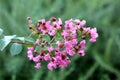 Crepe Myrtle or Lagerstroemia indica deciduous tree plant branch with closed flower buds mixed with fully open blooming light pink Royalty Free Stock Photo