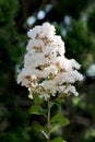 Crepe Myrtle or Lagerstroemia indica deciduous tree plant with single branch full of open blooming white small flowers Royalty Free Stock Photo