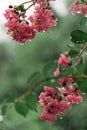 Crepe myrtle, Lagerstroemia indica. Native to the Indian Subcontinent