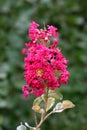 Crepe Myrtle or Lagerstroemia indica tree plant with single branch full of open blooming dark pink flowers surrounded with leaves Royalty Free Stock Photo