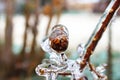 Crepe Myrtle seed pod encased in ice during winter