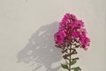 Crepe myrtle tree, bright pink inflorescence Green leaves Reflection background on a white wall Royalty Free Stock Photo