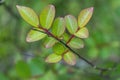 Crepe myrtle tree leaves Royalty Free Stock Photo